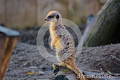 Meerkat. Standing in the sunshine Stock Photo